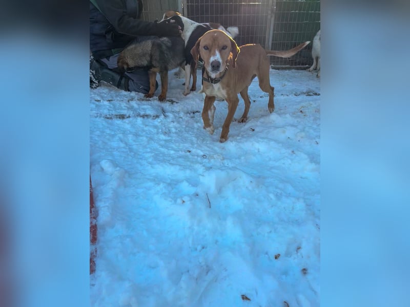 Freundlicher BARK möchte dich um seine hübschen Pfoten wickeln