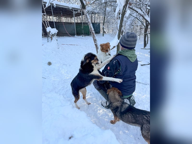 Halli-Hallo, ich FRIEDRICH, suche ein liebevolles Zuhause