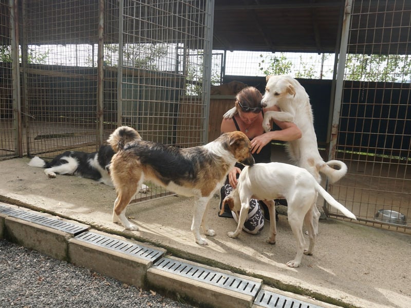 Neugierige LIMA sucht ihr Für-Immer-Zuhause