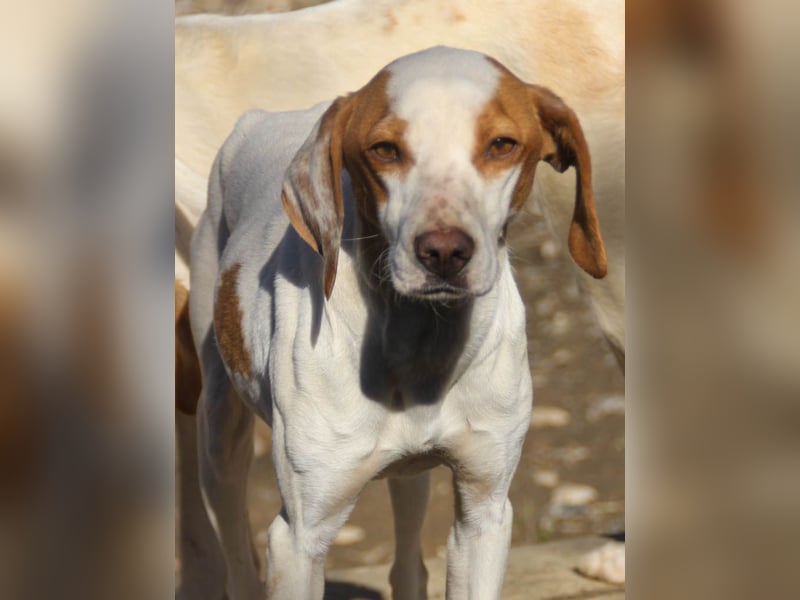 TAKITA will endlich Abenteuer mit ihren ganz eigenen Menschen erleben. Vierlleicht mit dir?