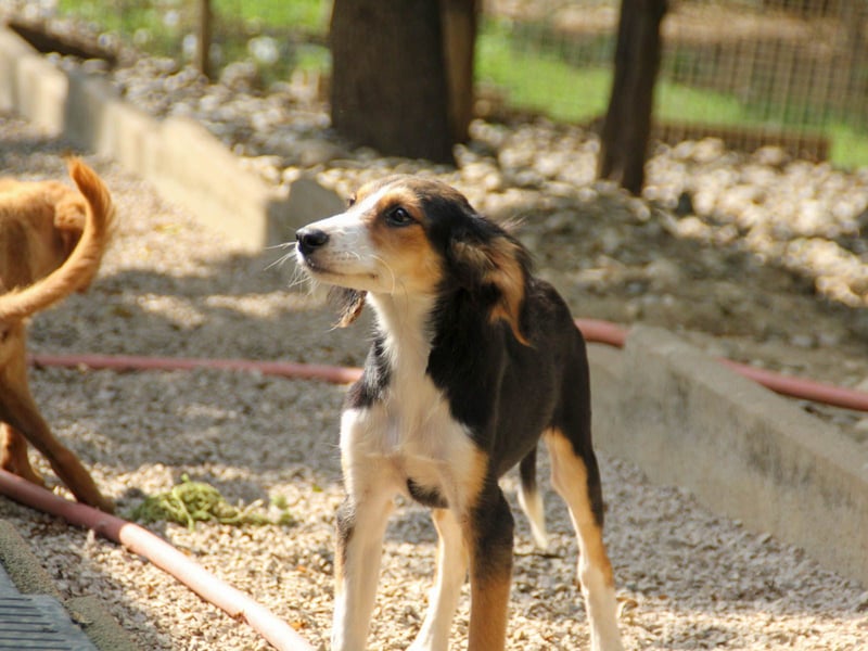 Süßer ILON - ein Herz auf 4 Pfoten