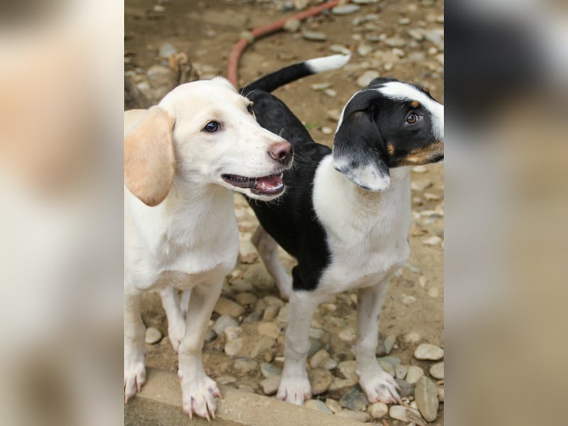 TIAGO - will Dich verzaubern TIAGO - will Dich verzaubern