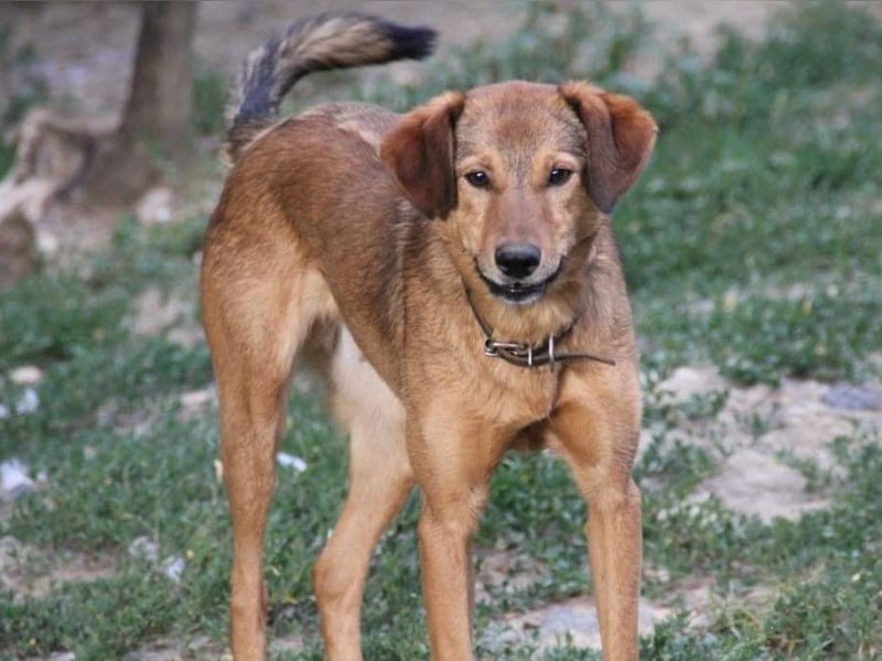 OPI OSCAR - bist du sein Herzensmensch ?