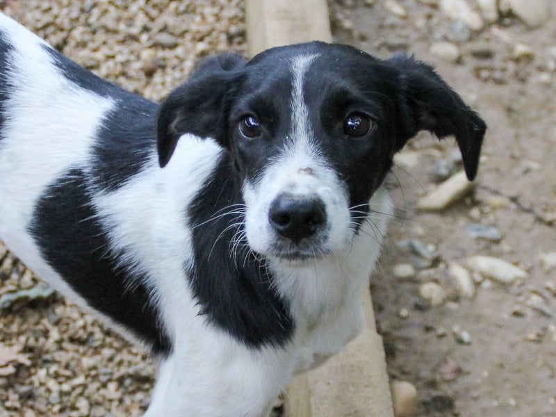 ILIAS ist ein lustiger und charmanter Hundebub