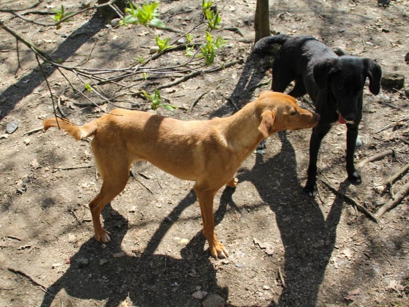 Black Beauty - bezaubernde Hundelady IRMA hofft auf ein liebevolles Zuhause