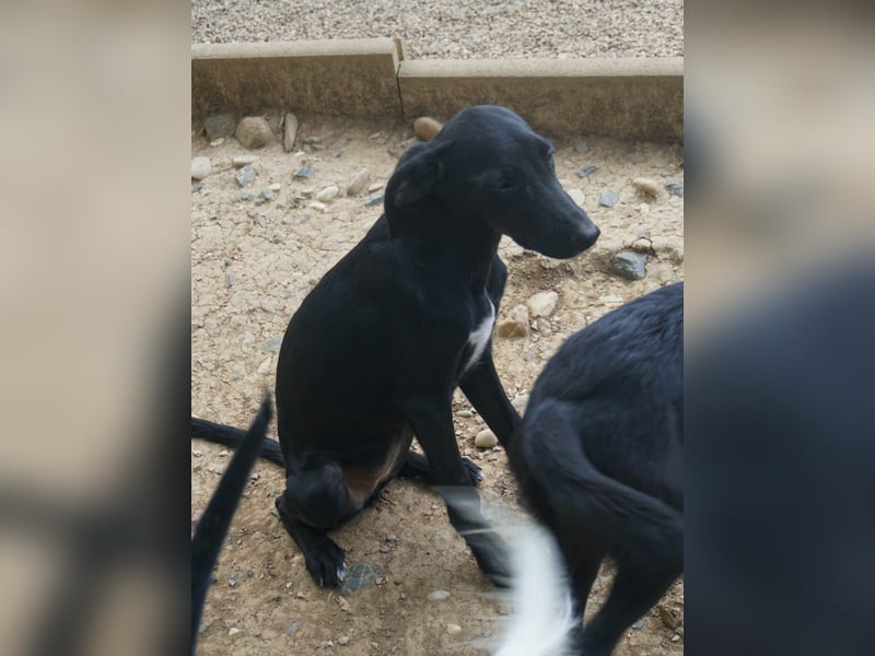 ISIDORA sucht Kuschelpartner fürs Leben