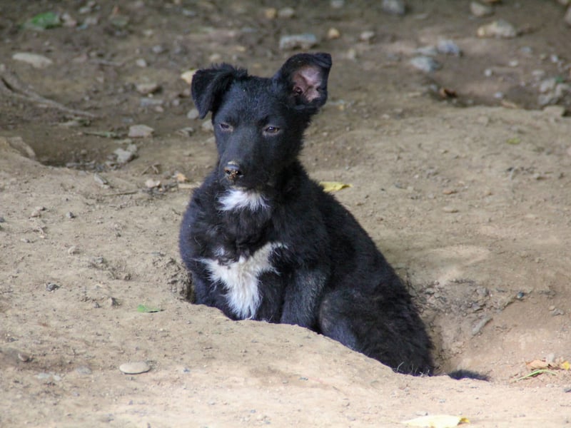 Niedliche BILLIE könnte dein Herzenshund werden