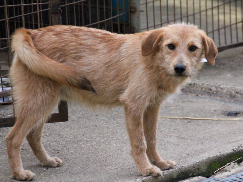 Zuckersüßer DARCY - manchmal etwas zurückhaltend aber doch neugierig