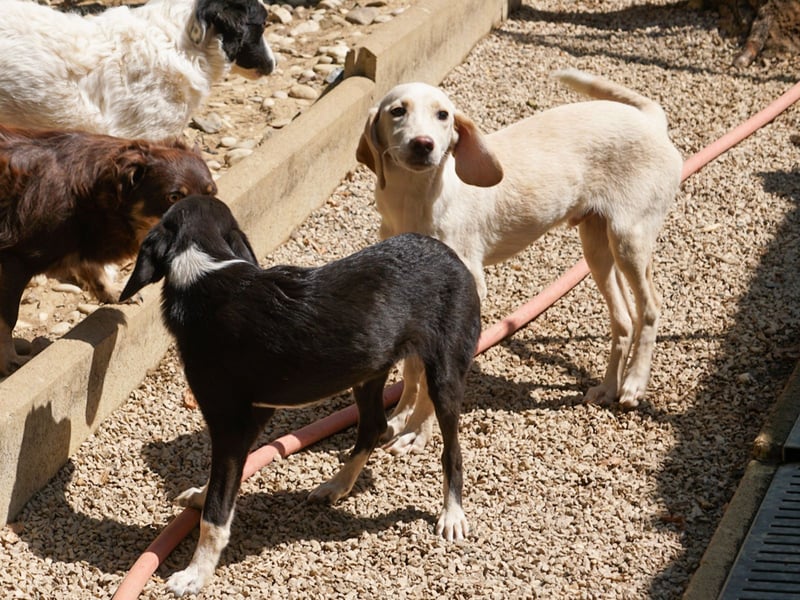 TIAGO - will Dich verzaubern TIAGO - will Dich verzaubern