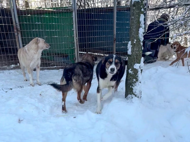 Hübsche LOARA möchte endlich in ihr eigenes Zuhause ziehen. Vielleicht bei dir?