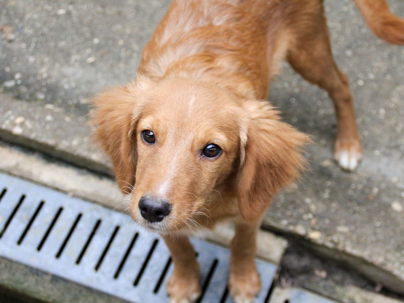 Charmanter IGOR sucht ein liebevolles Zuhause Charmanter IGOR sucht ein liebevolles Zuhause
