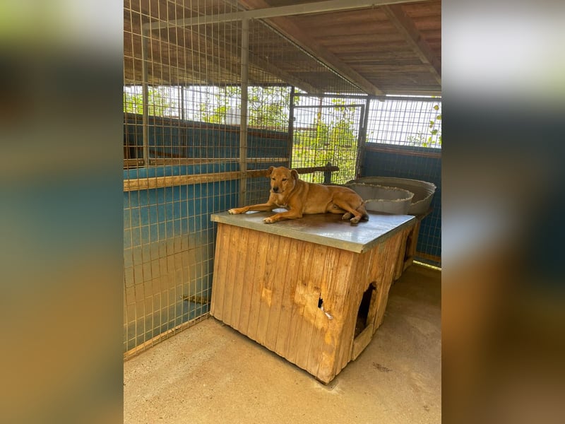 SVEN, liebenswerter Rentner sucht seinen Herzensmensch SVEN, liebenswerter Rentner sucht seinen Herzensmensch