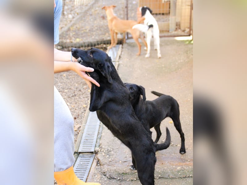 Bäuchleinkrauler gesucht für zuckersüße IRMA gesucht !