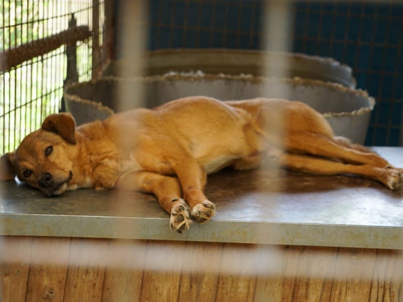SVEN, liebenswerter Rentner sucht seinen Herzensmensch SVEN, liebenswerter Rentner sucht seinen Herzensmensch