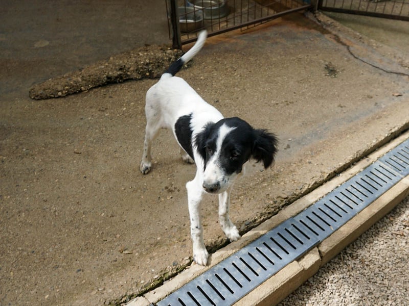 Sanfte und verschmuste IRNEA sucht ihr Kuschelkörbchen für Immer