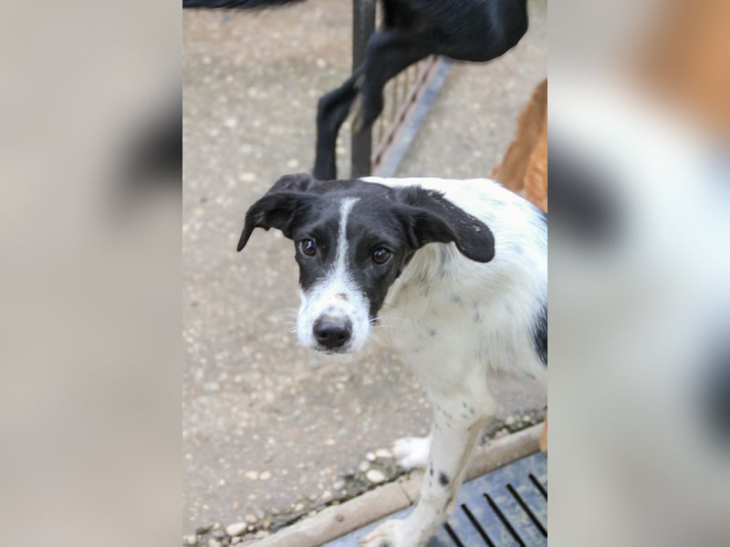 ILIAS ist ein lustiger und charmanter Hundebub