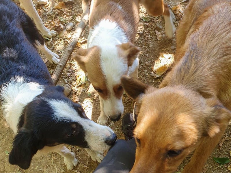Kuckuck, ich bin der tolle ALFONSO und möchte mit dir die Welt entdecken