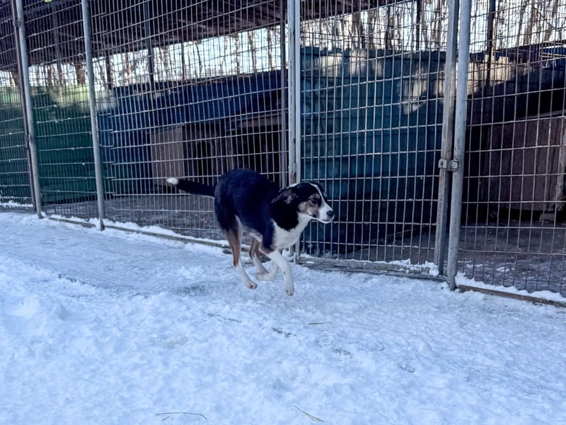 Zuckersüße LOARA sucht ihr Für-Immer-Zuhause