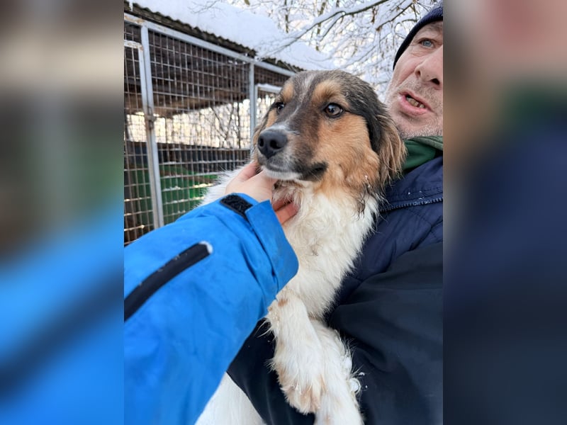 Zuckersüße JULIANA ist ein Engel auf vier Pfoten