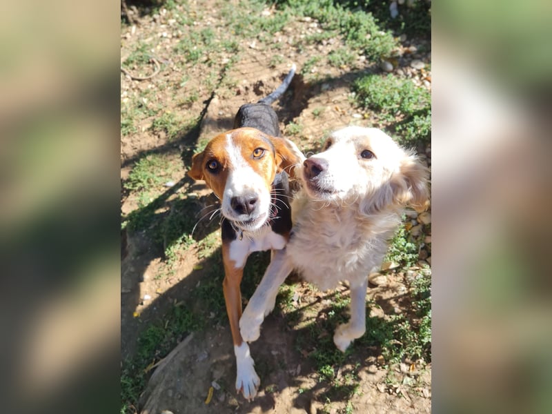 wunderschöne OFELIA, jung, schlau, friedlich