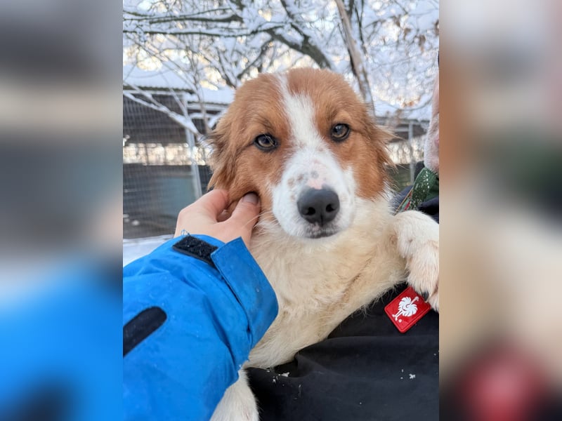 Halli-Hallo, ich FRIEDRICH, suche ein liebevolles Zuhause