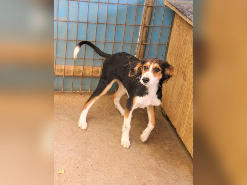 Süßer ILON - ein Herz auf 4 Pfoten