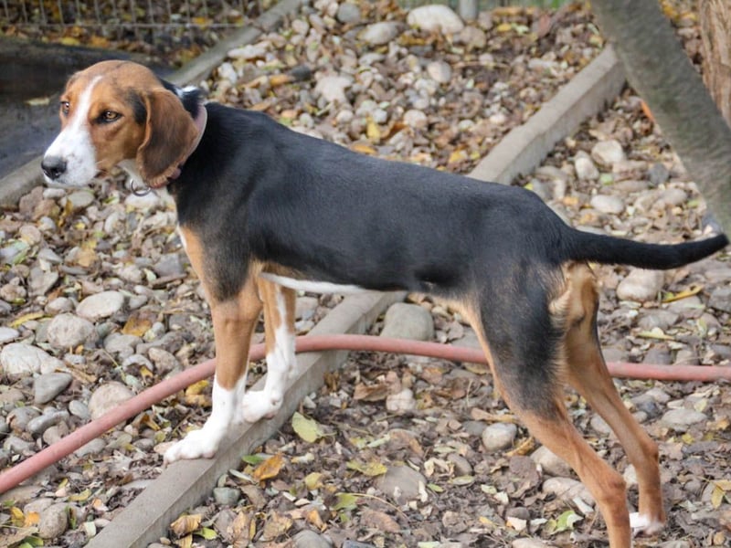 wunderschöne OFELIA, jung, schlau, friedlich