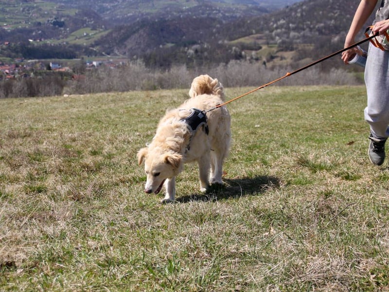 Bezaubernder MAXIM wäre gerne ein geliebtes Familienmitglied