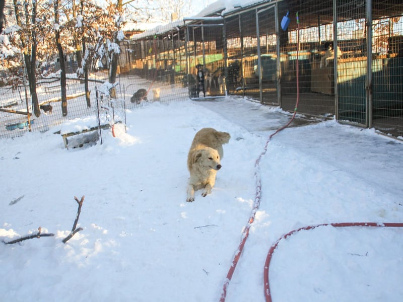 Bezaubernder MAXIM wäre gerne ein geliebtes Familienmitglied