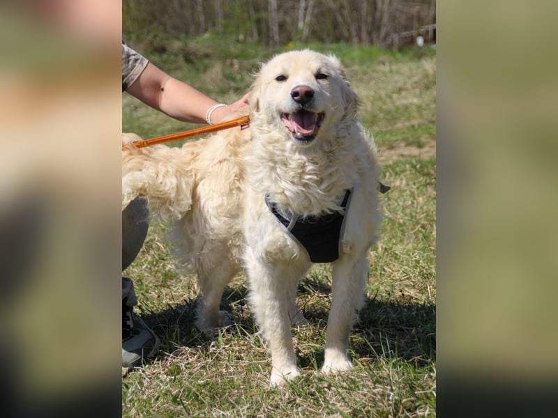 Bezaubernder MAXIM wäre gerne ein geliebtes Familienmitglied