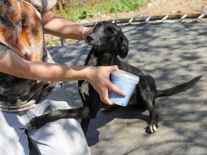 Schlappohr IRMA sucht Familie zum Kuscheln