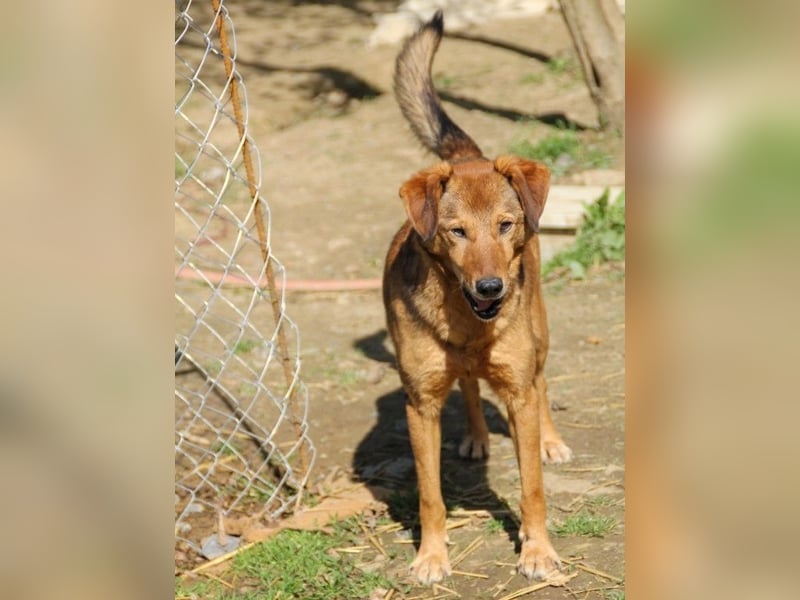OSCAR steckt voller Lebensmut und such seine Herzensmenschen