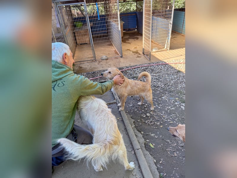 Zuckersüßer DARCY - manchmal etwas zurückhaltend aber doch neugierig