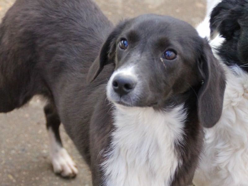 Aufgepasst - hier ist die charmante Traumhündin FLAVIA
