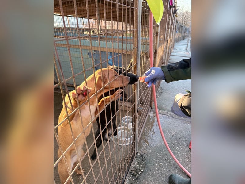 Süße MIRA ist ein Traum auf vier Pfoten