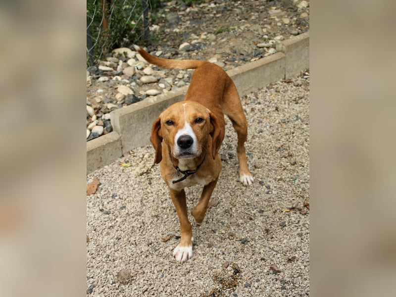 Freundlicher BARK möchte dich um seine hübschen Pfoten wickeln