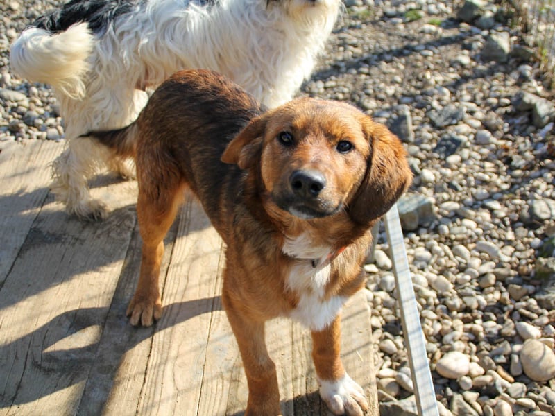 Zauberhafter DARIO - Herzenshund, Knutschkugel und Zuckerbub Zauberhafter DARIO - Herzenshund, Knutschkugel und Zuckerbub