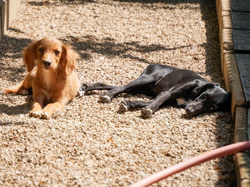 Zuckersüße IRMA ist ein Engel auf 4 Pfoten Zuckersüße IRMA ist ein Engel auf 4 Pfoten
