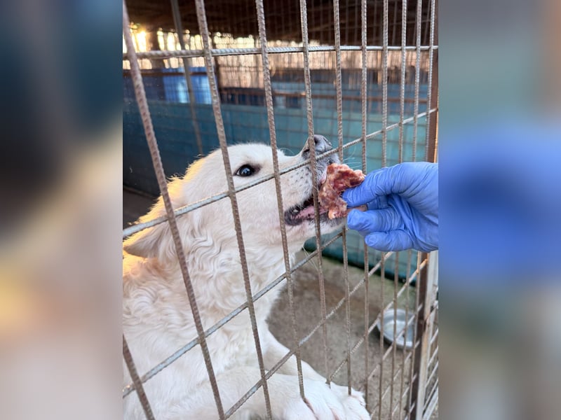 Herzensmensch gesucht - lieber MAXIM hofft auf sein Glück