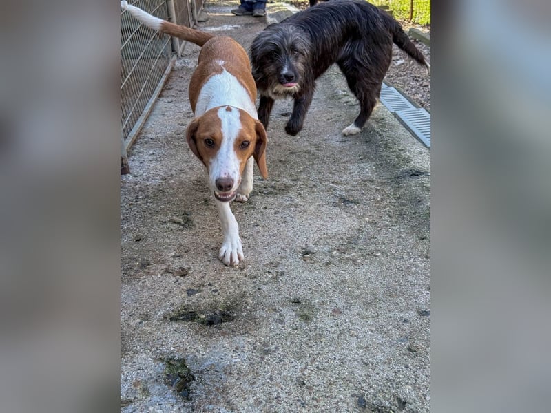 TAKITA will endlich Abenteuer mit ihren ganz eigenen Menschen erleben. Vierlleicht mit dir?