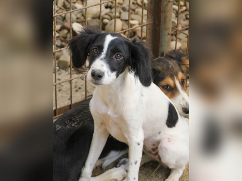 Sanfte und verschmuste IRNEA sucht ihr Kuschelkörbchen für Immer