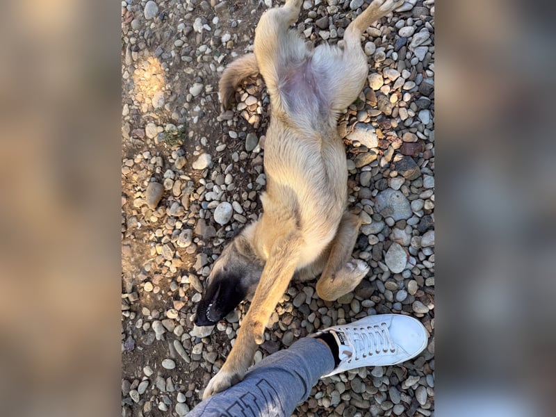 Kuschelmaus JOSEPHINE will endlich von ihren Menschen entdeckt werden