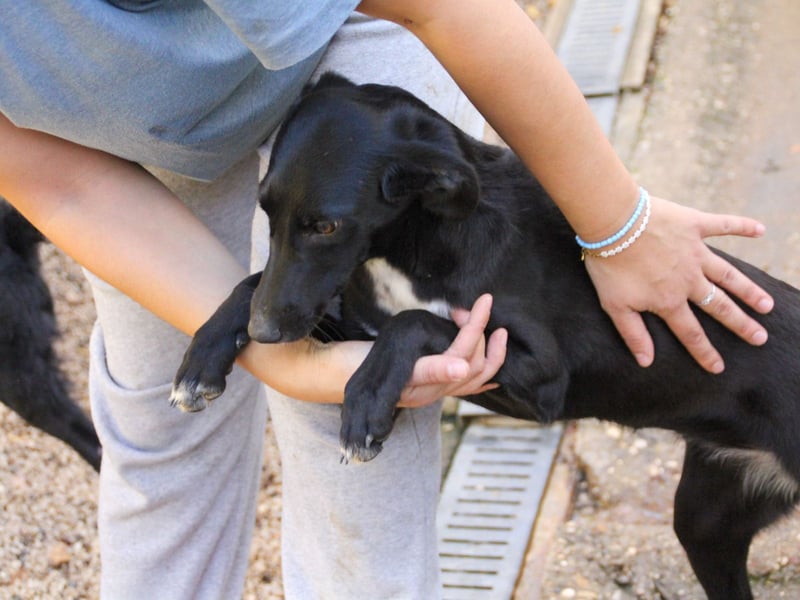 Bäuchleinkrauler gesucht für zuckersüße IRMA gesucht !