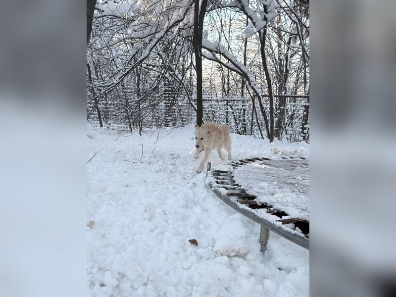Hoppla - liebenswerter MAXIM möchte on tour gehen