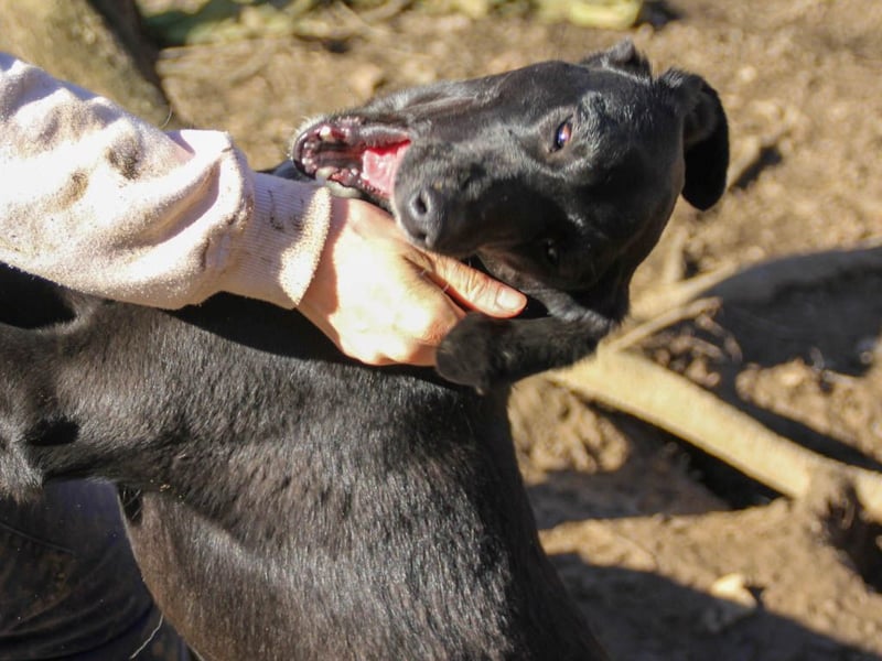 Black Beauty - bezaubernde Hundelady IRMA hofft auf ein liebevolles Zuhause