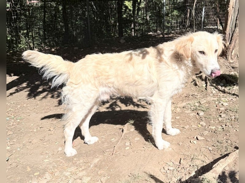 Herzensmensch gesucht - lieber MAXIM hofft auf sein Glück