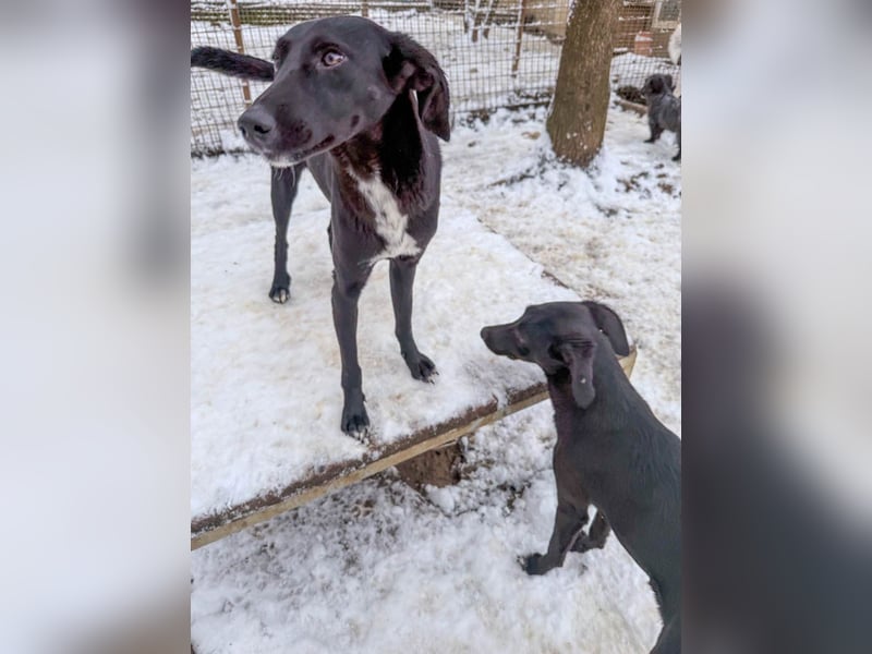 Kuscheln und Spielen im eigenen Zuhause, davon träumt die liebe IRMA