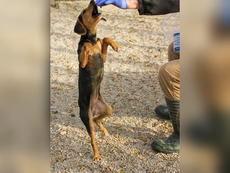 Sanfte und verschmuste FUTURE sucht ihr Kuschelkörbchen für Immer