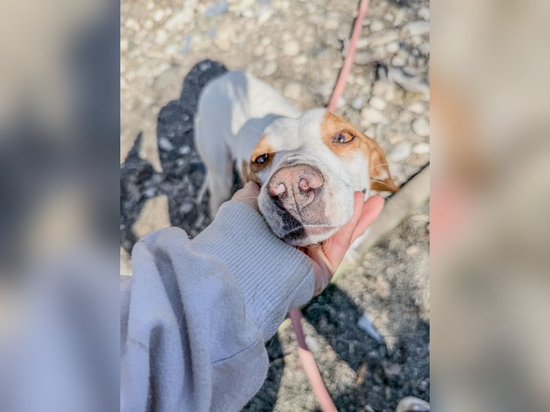 Hoppla - liebenswerter FICO möchte on tour gehen