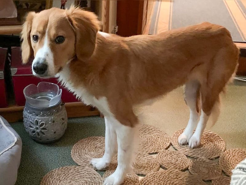 Zurückhaltende MILEY sucht geduldiges Zuhause